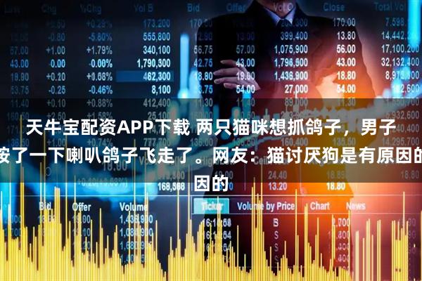 天牛宝配资APP下载 两只猫咪想抓鸽子，男子按了一下喇叭鸽子飞走了。网友：猫讨厌狗是有原因的